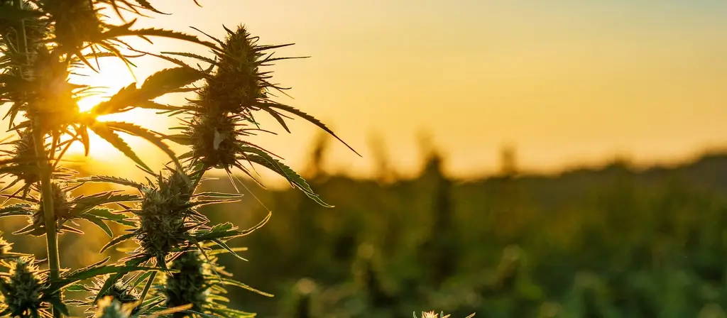 Looking for Weed Near Me? Visit Popup CNX in Chiang Mai